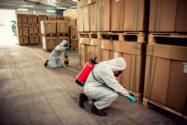 Best Termite Control Services  in Ashland, CA