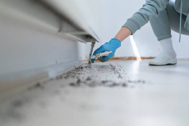 Pest Prevention Services in Ashland, CA